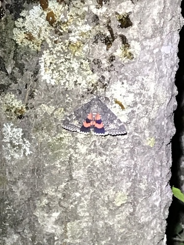 Briseis Underwing Moth photo 2