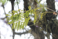 Jacaranda obtusifolia