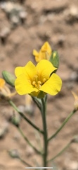 Physaria tenella
