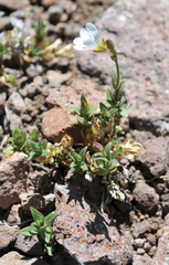 Cerastium beeringianum