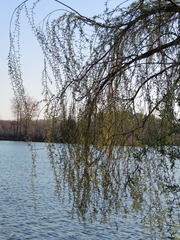 Salix × sepulcralis
