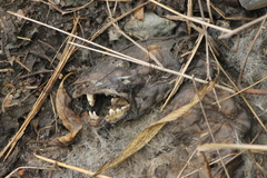 Didelphinae