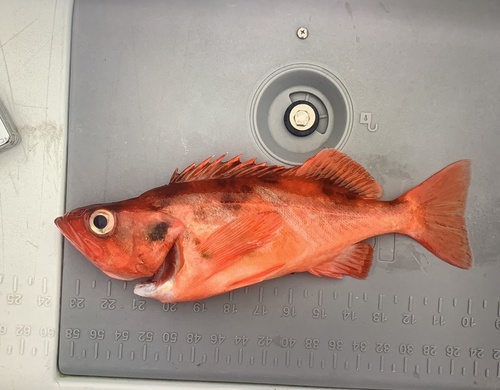 Rock cod (Sebastes reedi) — Sebastidae — 2