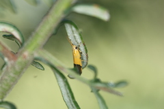 Crocanthes micradelpha