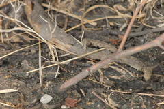 Didelphinae
