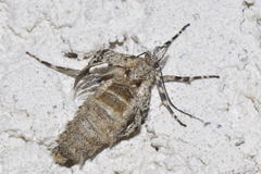 Diurnea fagella