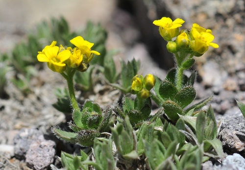 stolon draba (Draba sobolifera)