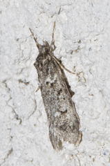 Diurnea fagella