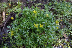 Ranunculus glabrifolius