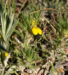 Ajuga chamaepitys chia
