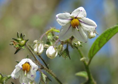 Solanum concinnum