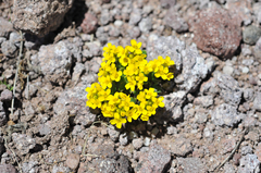 Draba sobolifera