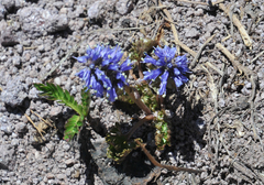 Veronica utahensis