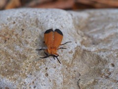 Lycus arizonensis