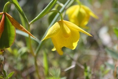 Calochortus pulchellus