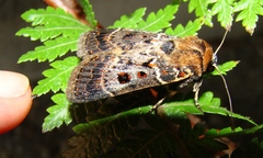 Blood-spotted Noctuid