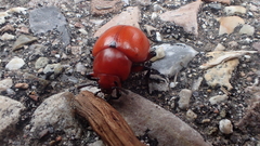 Leptinotarsa rubiginosa