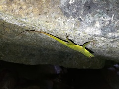 Anolis evermanni