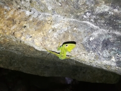 Anolis evermanni