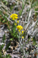 Draba aurea