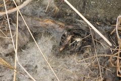 Didelphinae