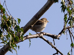 Passer domesticus
