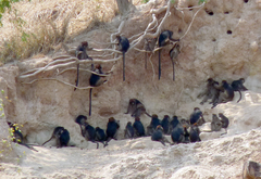 Piliocolobus tephrosceles