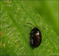 Longitarsus fuliginosus