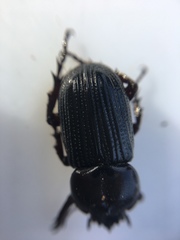 Phileurini