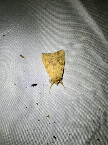 Aspen Twoleaf Tier Moth photo 4