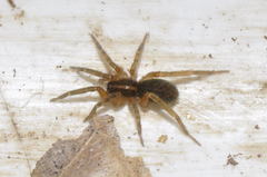 Scotina celans
