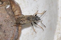 Peritrechus gracilicornis