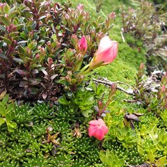 Gentianella rupicola