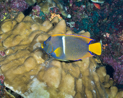 Holacanthus passer