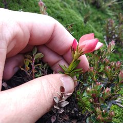 Gentianella rupicola