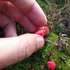 Gentianella rupicola