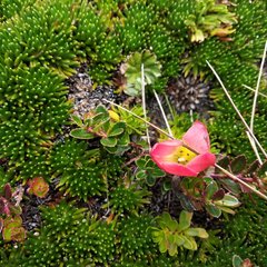 Gentianella rupicola