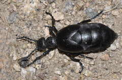 Meloe proscarabaeus