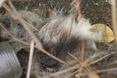 Didelphinae