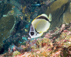 Johnrandallia nigrirostris