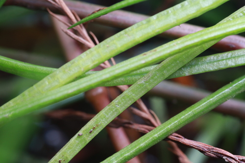 Isoetes sinensis iNat (1)