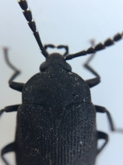 Penthe pimelia