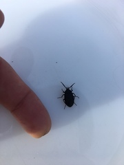 Penthe pimelia