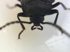 Penthe pimelia