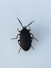 Penthe pimelia