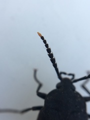 Penthe pimelia