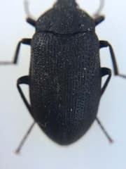 Penthe pimelia