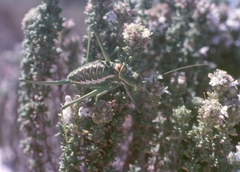 Bradyporinae