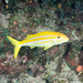 Mexican Goatfish - Photo (c) David R, some rights reserved (CC BY-NC)