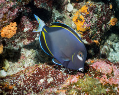 Acanthurus nigricans
